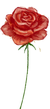 June birth flower – Rose, hand-painted