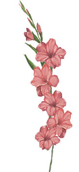August birth flower – gladiolus , hand-painted