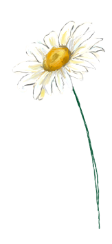 April birth flower – Daisy, hand-painted