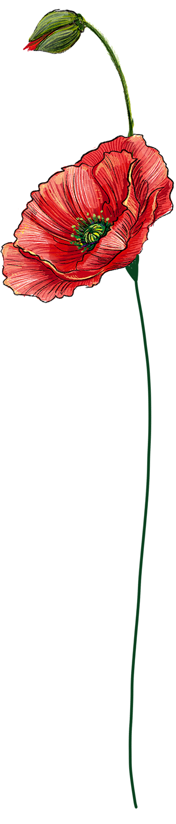 Augusti