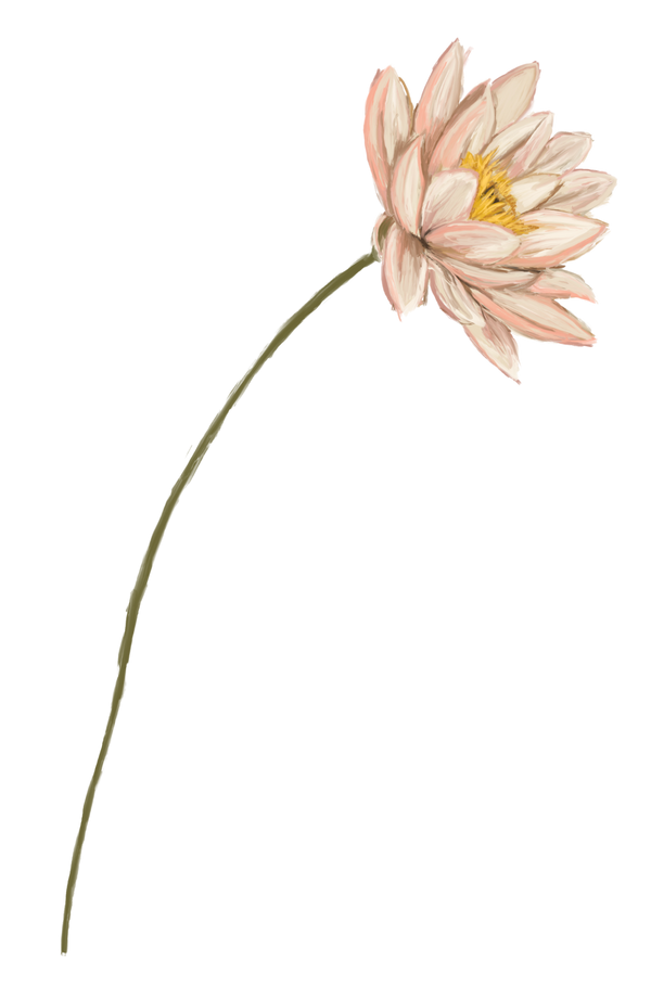 July birth flower – Water lily, hand-painted