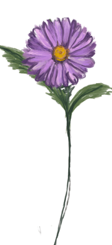 September birth flower – aster, hand-painted