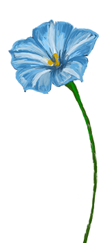 September birth flower – Morning Glory, hand-painted
