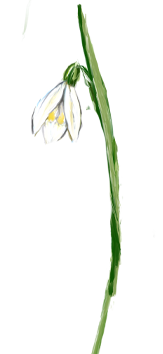 January birth flower – Snöwdrop, hand-painted