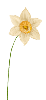 December birth flower – narcissus, hand-painted
