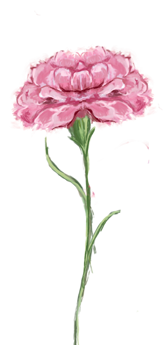 January birth flower – carnation, hand-painted