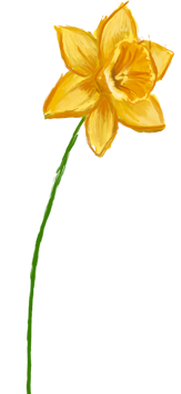 March birth flower – Daffodil, hand-painted