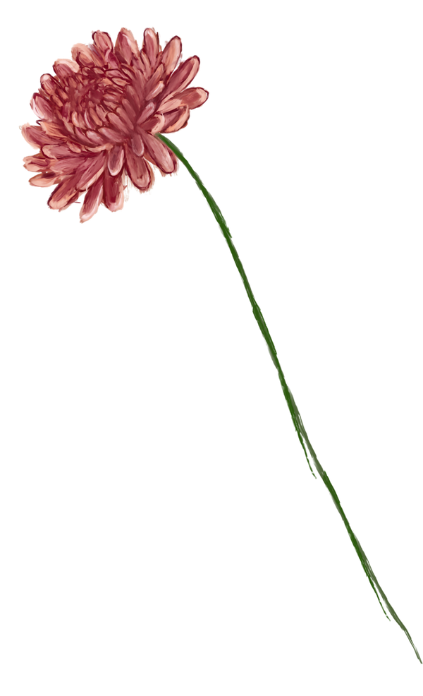 November birth flower – chrysanthemum, hand-painted